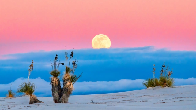 Desert Plants under Pink-Blue Sky and Full Moon