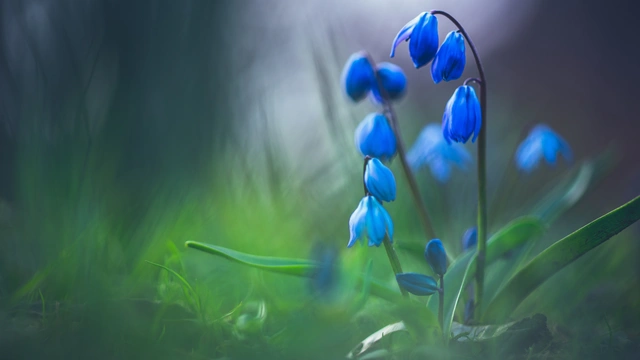 Soft Focus of Blue Wildflowers