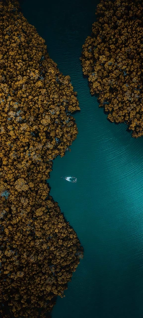 Lone Boat in a Forest Channel