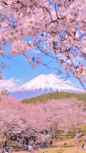 Spring Hanami Beneath Mount Fuji