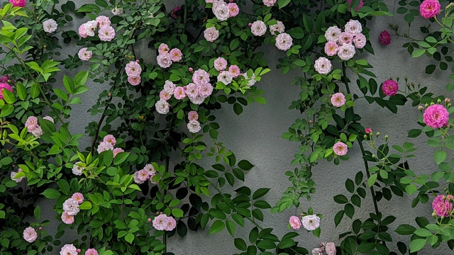 Climbing Roses on the Wall