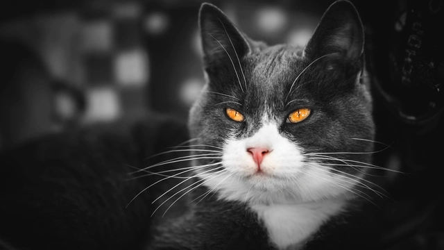 Black and White Cat with Golden Eyes