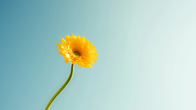 Yellow Flower on Blue Background