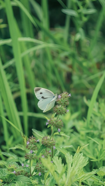 White Butterfly in Greenery