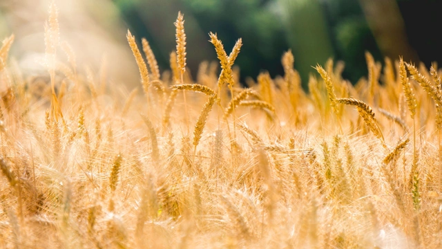 Golden Wheat Field