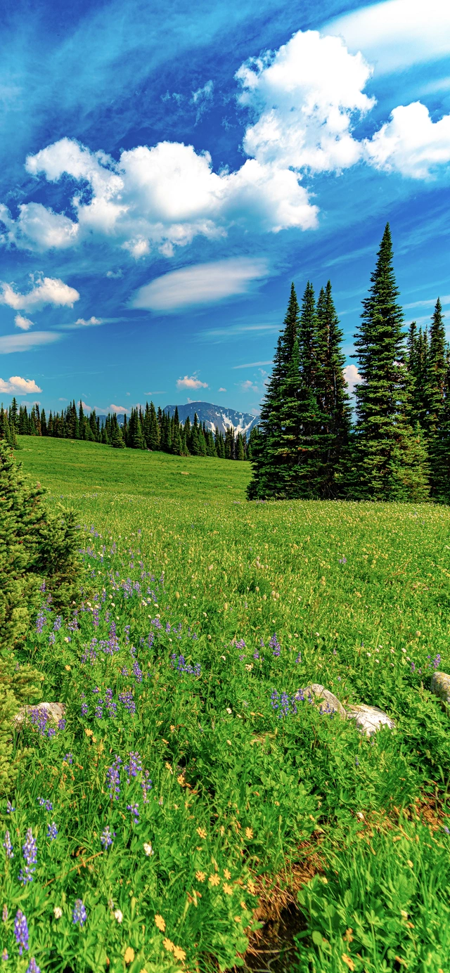 Summer Alpine Flower Meadow